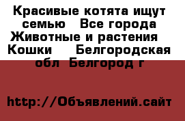 Красивые котята ищут семью - Все города Животные и растения » Кошки   . Белгородская обл.,Белгород г.